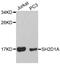 SH2 Domain Containing 1A antibody, orb135861, Biorbyt, Western Blot image 
