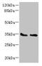 Solute Carrier Family 25 Member 36 antibody, CSB-PA853398LA01HU, Cusabio, Western Blot image 