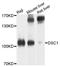Desmocollin 1 antibody, orb373041, Biorbyt, Western Blot image 