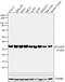 Serine And Arginine Rich Splicing Factor 1 antibody, 32-4600, Invitrogen Antibodies, Western Blot image 