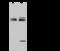 Splicing Factor 3b Subunit 2 antibody, 202868-T38, Sino Biological, Western Blot image 