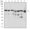 Beta-Secretase 1 antibody, 32-238, ProSci, Western Blot image 