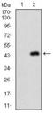 Napsin A Aspartic Peptidase antibody, GTX60785, GeneTex, Western Blot image 
