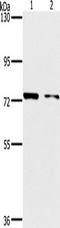 RelA-associated inhibitor antibody, TA322477, Origene, Western Blot image 