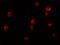 Lysine-specific demethylase 6B antibody, A01309, Boster Biological Technology, Immunofluorescence image 