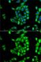 ANTXR Cell Adhesion Molecule 1 antibody, GTX64680, GeneTex, Immunofluorescence image 