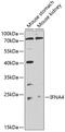 Interferon Alpha 4 antibody, 23-416, ProSci, Western Blot image 