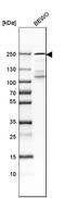 Laminin Subunit Gamma 1 antibody, HPA001908, Atlas Antibodies, Western Blot image 