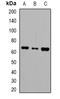 Leucine Rich Repeat And Ig Domain Containing 2 antibody, orb382505, Biorbyt, Western Blot image 