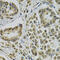 Estrogen Receptor Binding Site Associated Antigen 9 antibody, 18-398, ProSci, Immunohistochemistry frozen image 
