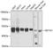 Eukaryotic Translation Elongation Factor 1 Alpha 1 antibody, 13-345, ProSci, Western Blot image 