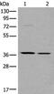 Protein Wnt-9b antibody, PA5-67589, Invitrogen Antibodies, Western Blot image 