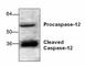 Caspase 12 (Gene/Pseudogene) antibody, ab18766, Abcam, Western Blot image 