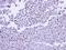 RNA Polymerase II Subunit G antibody, LS-C186029, Lifespan Biosciences, Immunohistochemistry paraffin image 