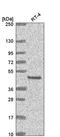 Eyes absent homolog 2 antibody, HPA059291, Atlas Antibodies, Western Blot image 