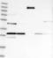 Coiled-Coil Domain Containing 14 antibody, NBP1-84183, Novus Biologicals, Western Blot image 