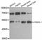 PNMA Family Member 8A antibody, abx126379, Abbexa, Western Blot image 