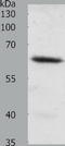 Frizzled Class Receptor 4 antibody, TA321814, Origene, Western Blot image 