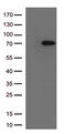FDC antibody, TA807081, Origene, Western Blot image 