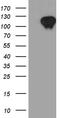 Zinc finger and BTB domain-containing protein 17 antibody, M03938, Boster Biological Technology, Western Blot image 