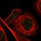 Myeloid zinc finger 1 antibody, HPA001757, Atlas Antibodies, Immunocytochemistry image 