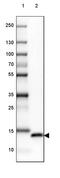 Microseminoprotein Beta antibody, PA5-62359, Invitrogen Antibodies, Western Blot image 