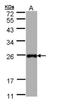 LITAF antibody, NBP1-32726, Novus Biologicals, Western Blot image 