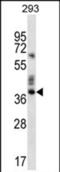 Olfactory Receptor Family 9 Subfamily K Member 2 antibody, PA5-71667, Invitrogen Antibodies, Western Blot image 