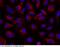 Angiopoietin 2 antibody, 10691-R117, Sino Biological, Immunohistochemistry frozen image 