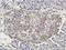 Zinc Finger DHHC-Type Containing 2 antibody, orb385443, Biorbyt, Immunohistochemistry paraffin image 