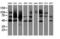 LEI antibody, LS-C174604, Lifespan Biosciences, Western Blot image 