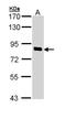 SCY1 Like Pseudokinase 1 antibody, NBP1-33054, Novus Biologicals, Western Blot image 