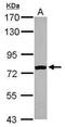 FAST Kinase Domains 5 antibody, GTX110844, GeneTex, Western Blot image 