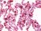 Surfactant Protein A2 antibody, orb178946, Biorbyt, Immunohistochemistry paraffin image 