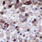 Exportin-2 antibody, LS-C352042, Lifespan Biosciences, Immunohistochemistry frozen image 
