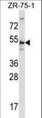 Telomeric Repeat Binding Factor 2 antibody, LS-C161802, Lifespan Biosciences, Western Blot image 