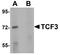 Transcription Factor 3 antibody, LS-C108663, Lifespan Biosciences, Western Blot image 