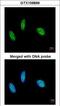RNA Binding Motif Protein 15 antibody, GTX109899, GeneTex, Immunofluorescence image 