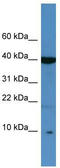 Serine protease inhibitor Kazal-type 6 antibody, TA333313, Origene, Western Blot image 