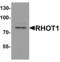 Mitochondrial Rho GTPase 1 antibody, PA5-72835, Invitrogen Antibodies, Western Blot image 