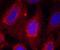 Neurotrophic Receptor Tyrosine Kinase 1 antibody, AP09509PU-N, Origene, Immunofluorescence image 