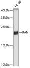 RAN, Member RAS Oncogene Family antibody, 13-288, ProSci, Western Blot image 