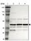 Immunoglobulin Binding Protein 1 antibody, HPA000634, Atlas Antibodies, Western Blot image 