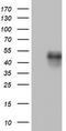 CD4 antibody, CF802225, Origene, Western Blot image 