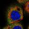 LY6/PLAUR Domain Containing 6 antibody, PA5-60130, Invitrogen Antibodies, Immunofluorescence image 