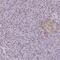 Inhibitor Of Growth Family Member 4 antibody, HPA057338, Atlas Antibodies, Immunohistochemistry frozen image 