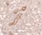 Caveolae Associated Protein 3 antibody, PA5-34523, Invitrogen Antibodies, Immunohistochemistry frozen image 