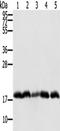 Peptidyl-tRNA hydrolase 2, mitochondrial antibody, TA350314, Origene, Western Blot image 