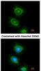 Phospholipase C Gamma 2 antibody, NBP1-33036, Novus Biologicals, Immunocytochemistry image 