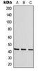 p38 antibody, LS-C353963, Lifespan Biosciences, Western Blot image 